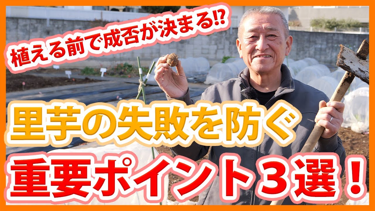 家庭菜園や農園の里芋栽培は植える前に成否が決まる！？里芋の生育失敗を防ぐ重要ポイント3選！【農家直伝】/Tips for getting started growing taro.