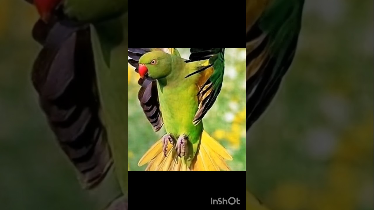 Flying Parrot  🦜✨ 