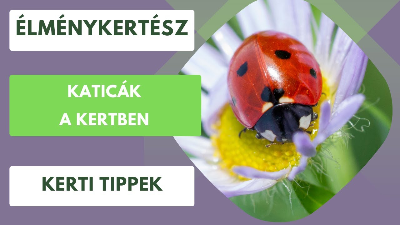 Mi a helyzet a kertben a katicákkal?🐞