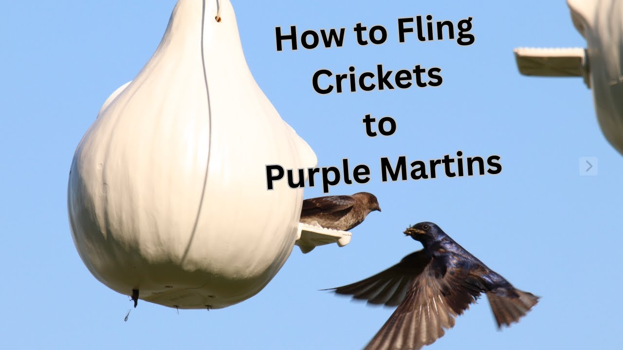 Flinging Crickets to Purple Martins who arrive too early  – Up-Close Bird Feeding & Aerial Hunting!