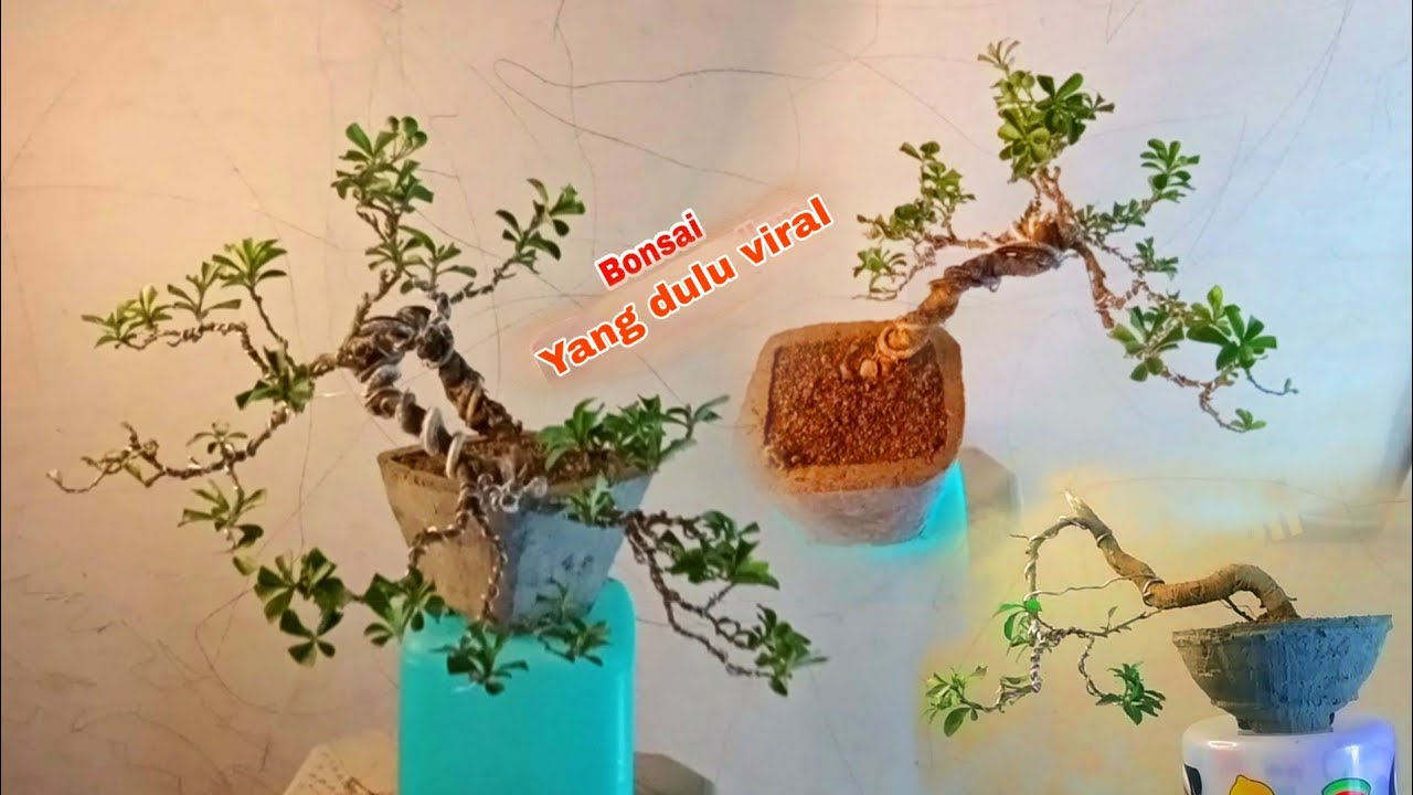 MASIH INGAT BAHAN INI !!! DULU SEMPAT VIRAL !!! BONSAI SOLANUM DIPHYLLUM