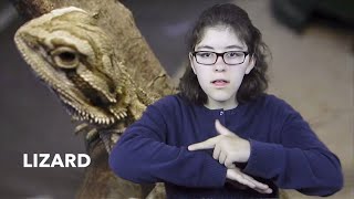Learn How to Sign the Word Lizard