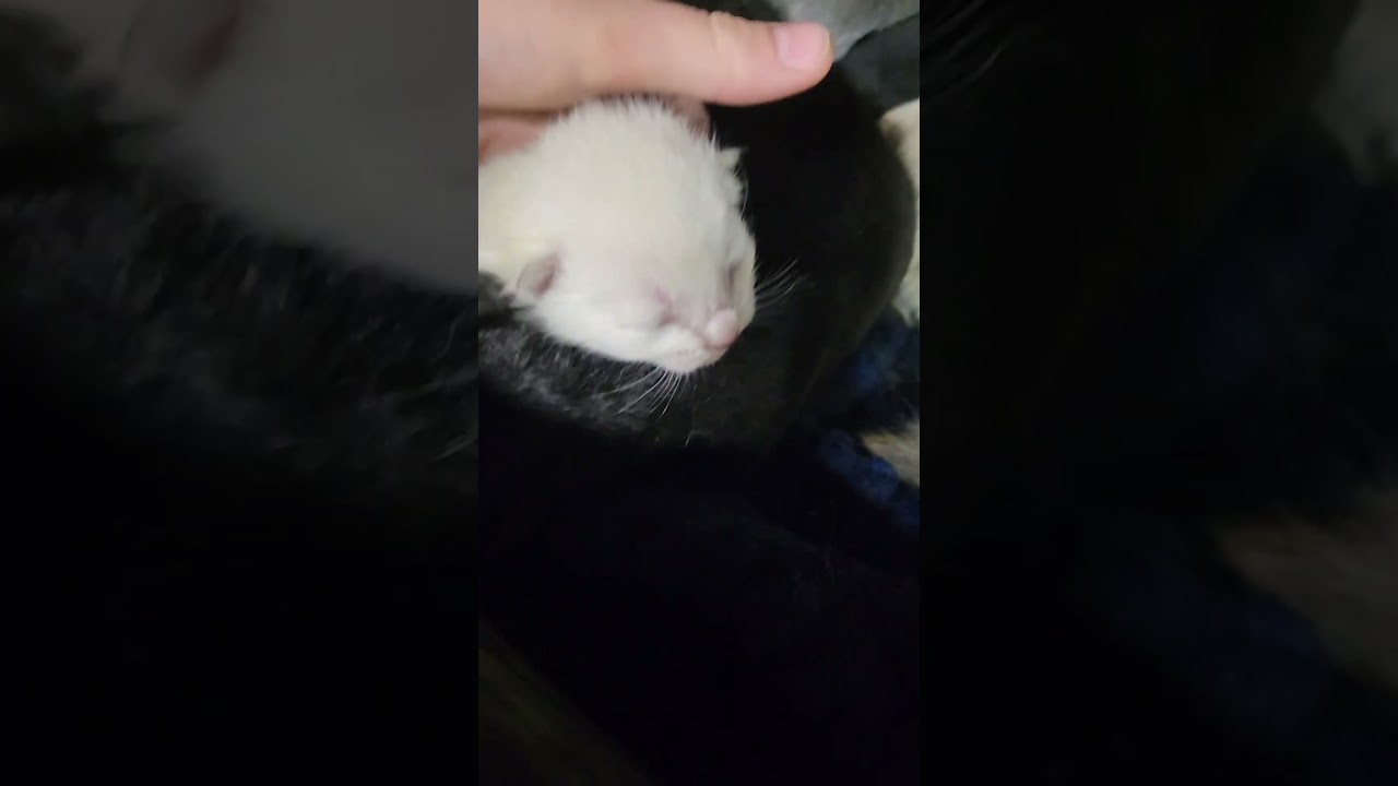 cat growing puppies with kitens