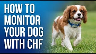 Don't Wait for a Crisis: Advanced Home Monitoring for Dogs with CHF