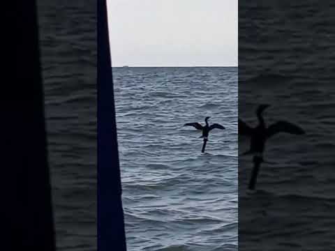 Video: Ve a observar aves en Mangalajodi en el lago Chilika en Odisha