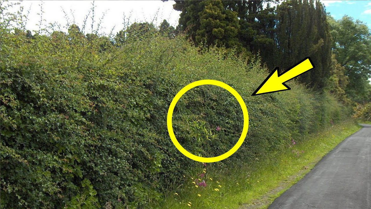 Мужчина услышал плач из густых кустов, заглянув внутрь, он в ужасе ...