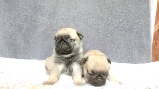 Pug Puppy For Sale, 9370328944.