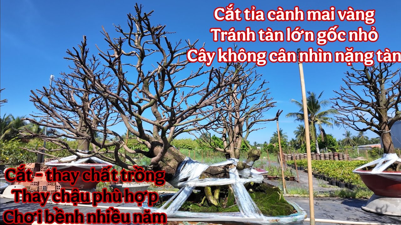 chăm sóc mai vàng chơi tết 2027 p3 ( cắt tỉa sau khi chơi tết giai đoạn đầu năm )