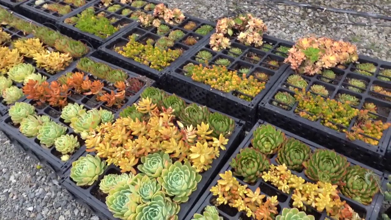 Living wall5 YouTube