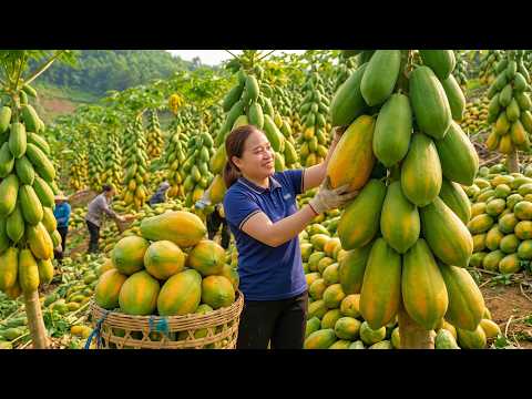Harvesting 1000+ Giant Papayas And Bringing Them To The Market To Sell, Cooking For Pigs