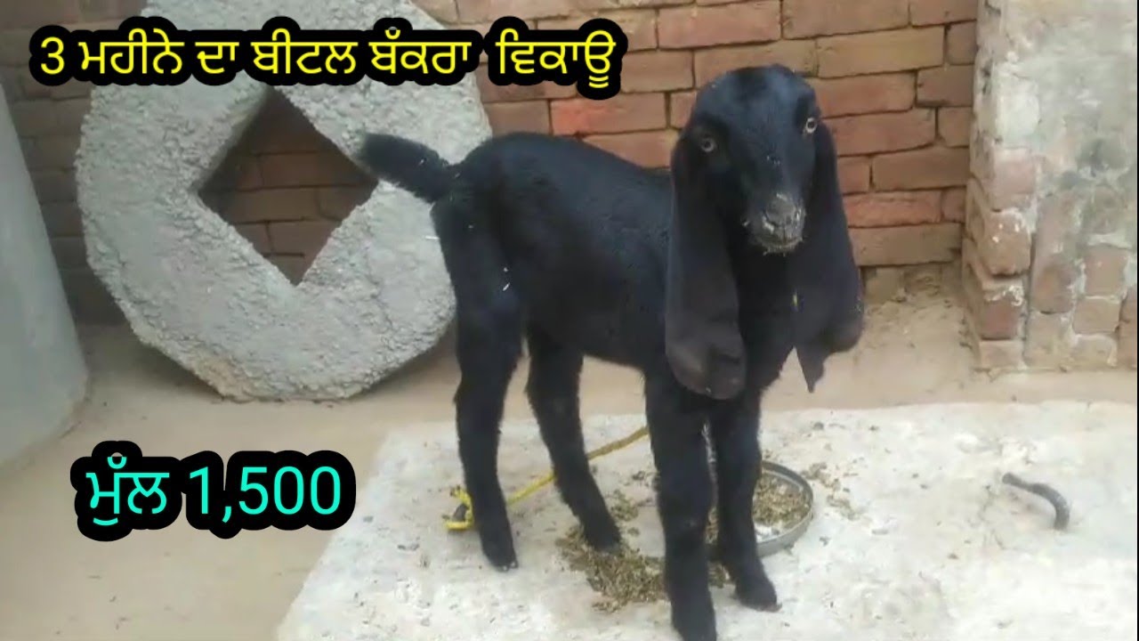 ਮੁੱਲ 1,500 ਬੀਟਲ ਬੱਕਰਾ ਵਿਕਾਊ 3 ਮਹੀਨੇ ਦਾ ਫੋਨ ਨੰਬਰ 89680 59403 ਪਿੰਡ ਮਾਛੀਕੇ ਜਿਲ੍ਹਾ ਮੋਗਾ