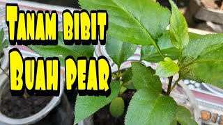 Download lagu Bibit buah pear