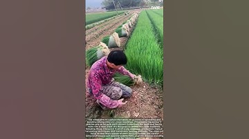 Erosion Control Techniques: Cultivating Crops on Mountain Slopes