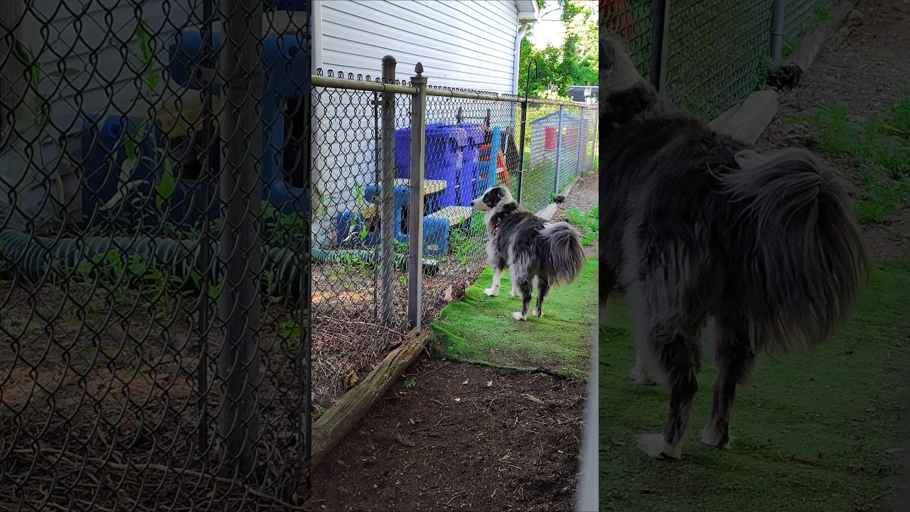 Playing Hide and Seek with Zoey the Border Collie 