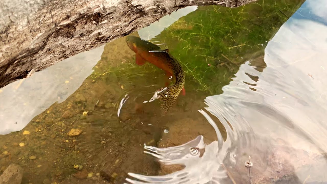 Native Cutthroat Trout Sanctuary | Colorado Alpine Fly Fishing