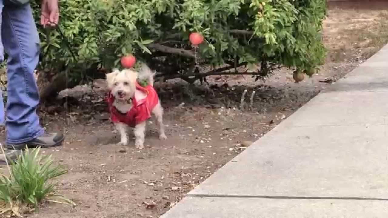 santas MAGGIE - ADOPTED