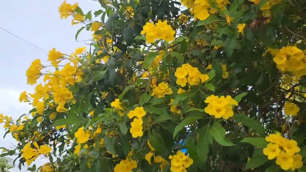 Tecoma Stans Yellow Trumpetbush Yellow Bells Yellow Elder Ginger Thomas Flower Trumpet Vine