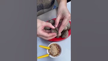 Thumbnail of Kerang Rebus Favorit | Sibungbung Official Channel