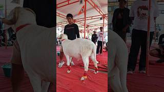Juara 1 Kontes Domba Ekstrim Dsl Cup Magelang dombakontes dombaekstrim shorts