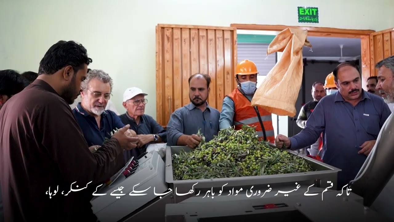 Training Video at Olive Oil Mil | OliveCulture