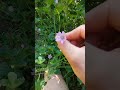#perigord #nature #plante #fleurs #mauve #conseil