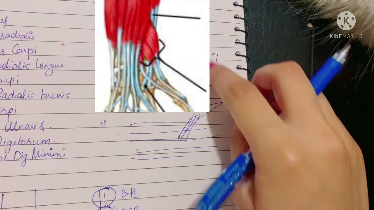 Extensor Compartment of Forearm | Deep Extensor Muscles of Back of forearm