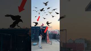 Crow ne to bhot bda noksaan kr diya 😰 #vlog #minivlog