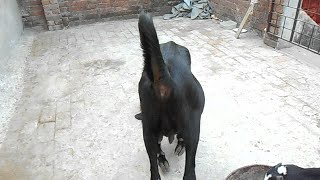 Three Month Pregnant Symptom, Pregnant Goats, Pregnant Goats Symptom,