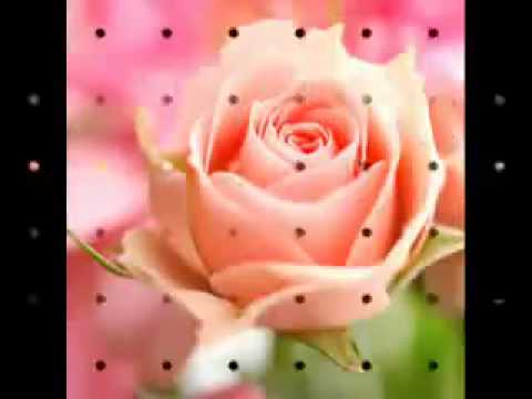 حبيبنا من سكن طيبه أستمع ومتع ألروح