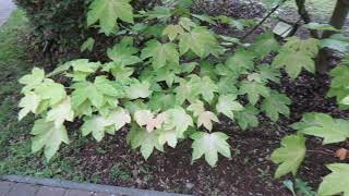 Acer pseudoplatanus 'Brillantissimum' javor horský klen