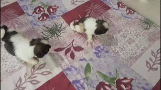 Cutiees Play On The Bed