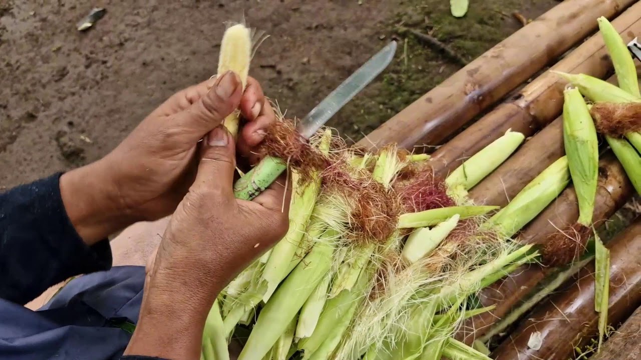 Watch This Sharp Knife Make Peeling Young Corn Look Effortless!   - Agriculture Farming