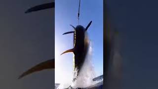 Why Catching A Tuna Fish Feels Like Winning The Lottery