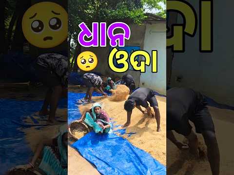 ବର୍ଷାରେ ଧାନ ଓଦା ହେଇଗଲା 🥺 #Shorts #MiniVlog