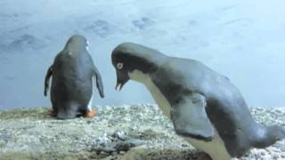 Frozen Planet: Criminal Penguins claymation