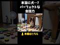 本当に犬…？パーフェクトな会話力その２【会話ボタンでしゃべる犬】 #shorts #犬
