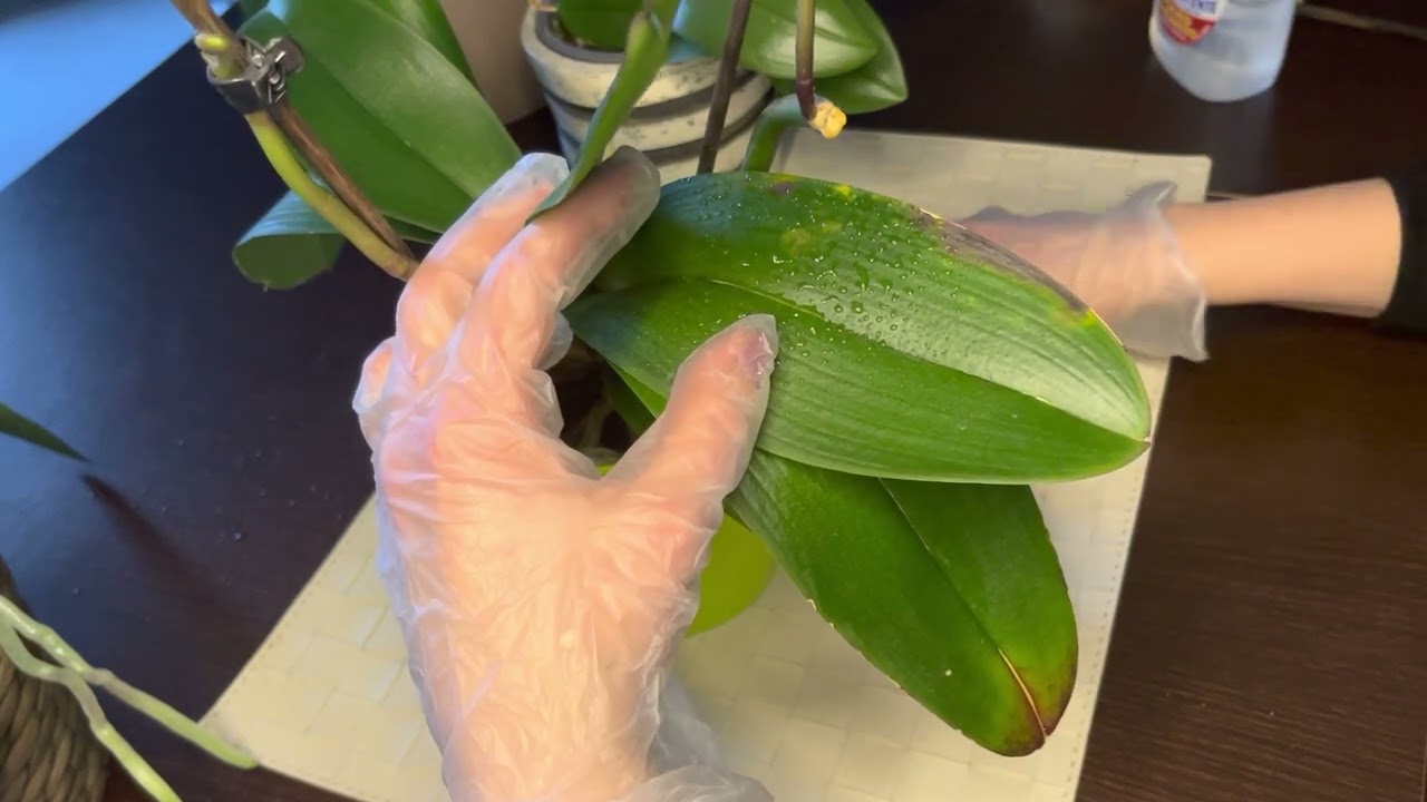 ASMR no talking no tapping PLANT CLEANING
