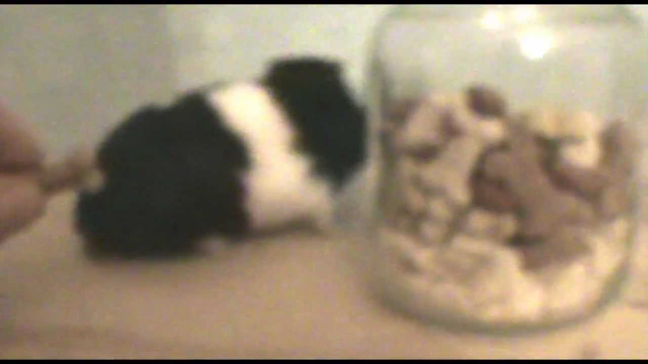 ÅdessaHamster Storing Food /Hamsteri hamstraa YouTube