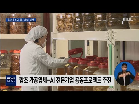&amp;#39;함초효소 효과&amp;#39; 인공지능으로 관리한다[목포MBC뉴스데스크]