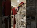 Scottie &amp; Louie my Scarlet Macaw baby brothers eating their nuts - part 1