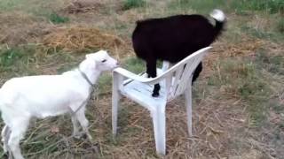 Keçilerin Sandalye Kavgası