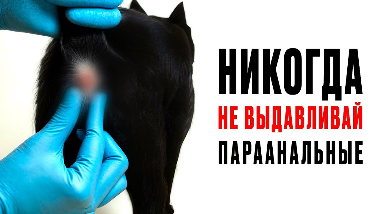 Можно ли выдавливать параанальные железы у кошек?