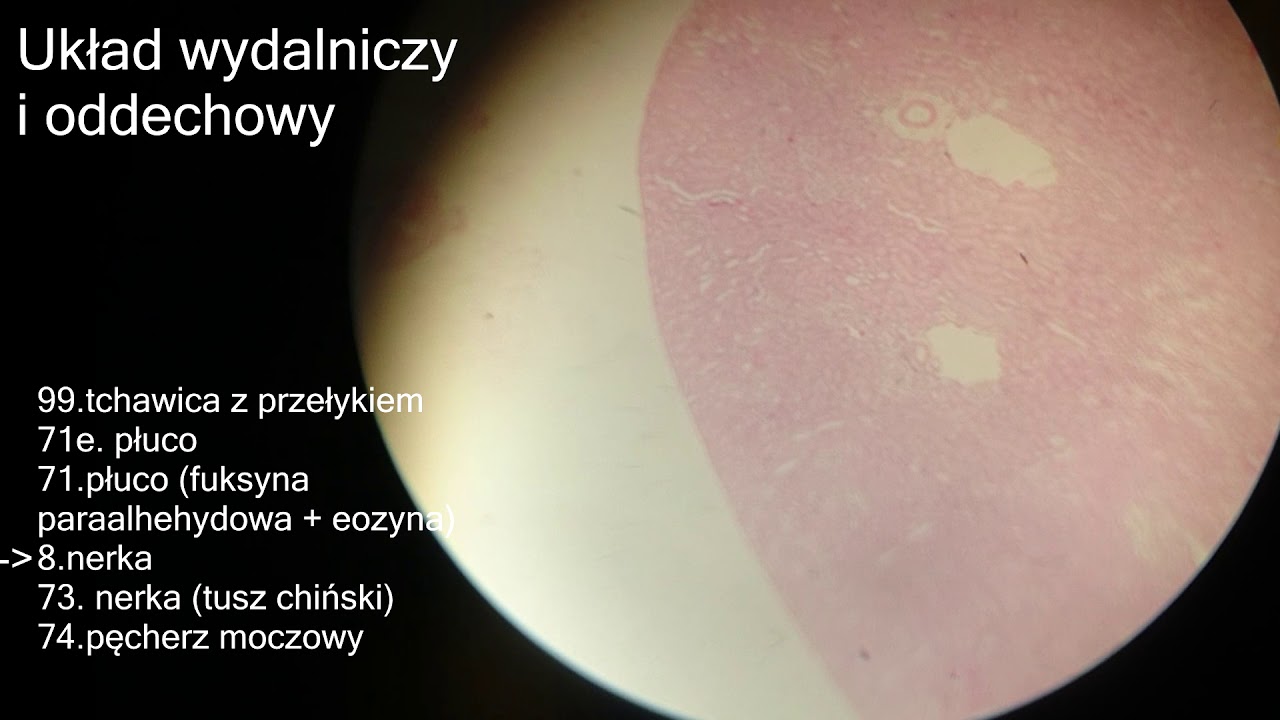 Test Układ Oddechowy I Wydalniczy Histologia szkiełka - wydalniczy i oddechowy/ Histology slides