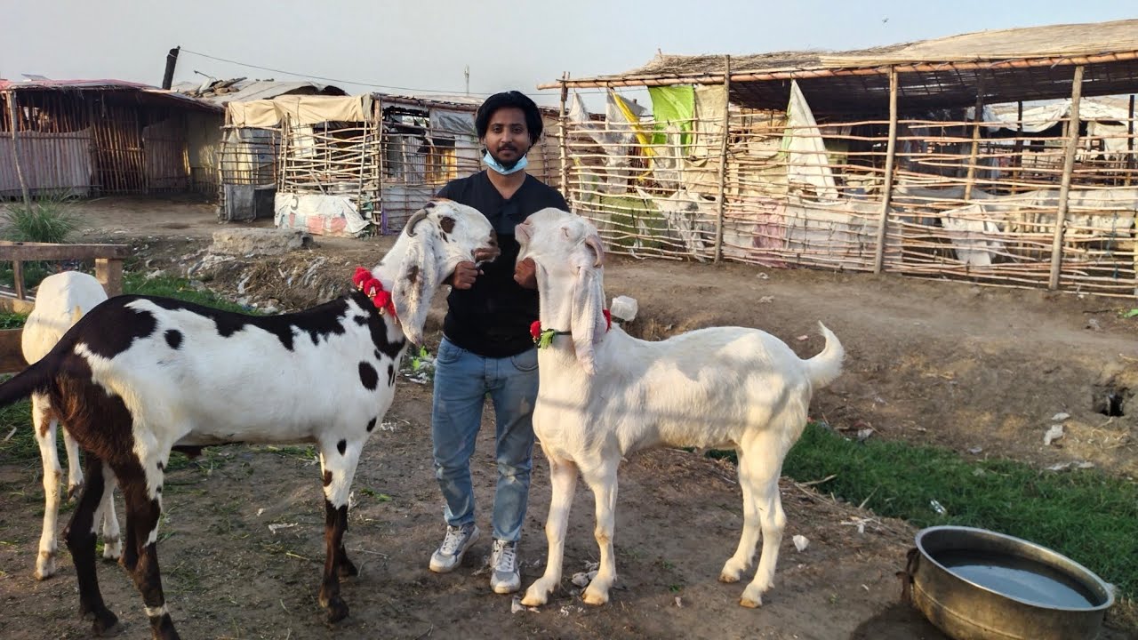 Sindhi Bakre | Desi Chatre | Makhi Chena khasi bakre | Qurbani 2023