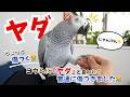 ヨウムに「ヤダ」と言われて普通に傷つきました😂【じゃんけん】