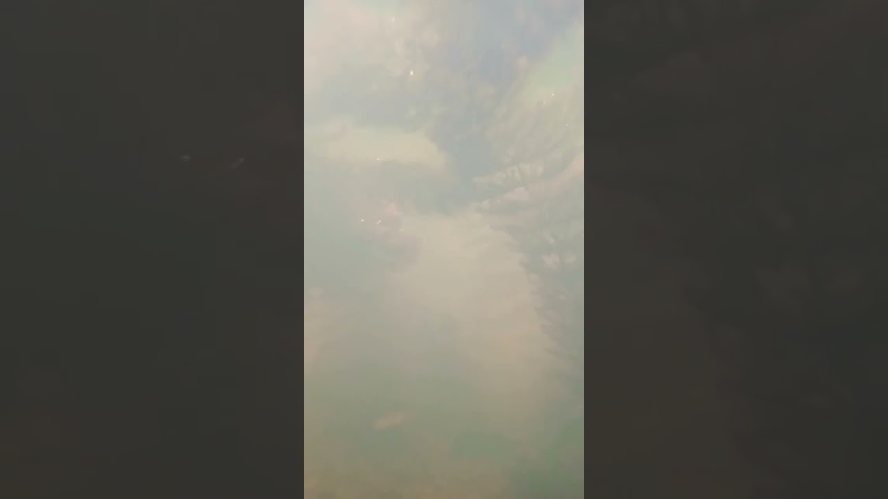 Under water photography of our pond😆