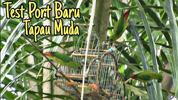 Memikat Serindit || Test Port Baru / Tapau Muda #pikatserindit #loriculus #catchbirds