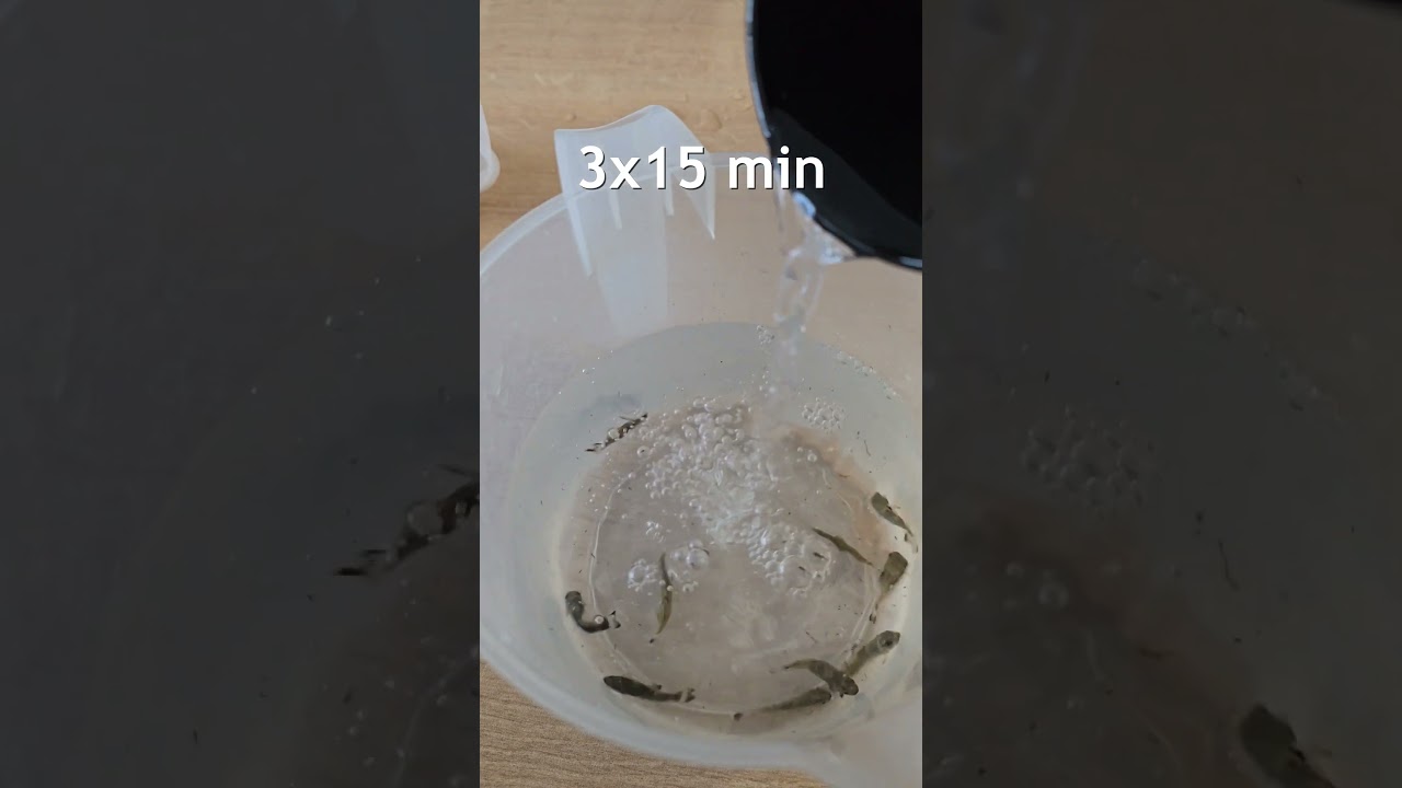 Garra Flavatra 🏚😍