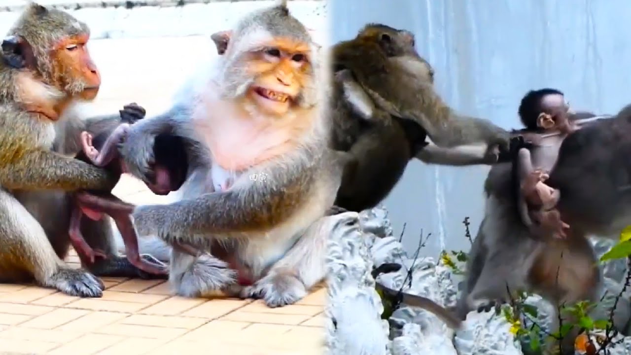 The baby monkey was kidnapped by the bad monkey, the mother monkey quickly took the baby monkey back