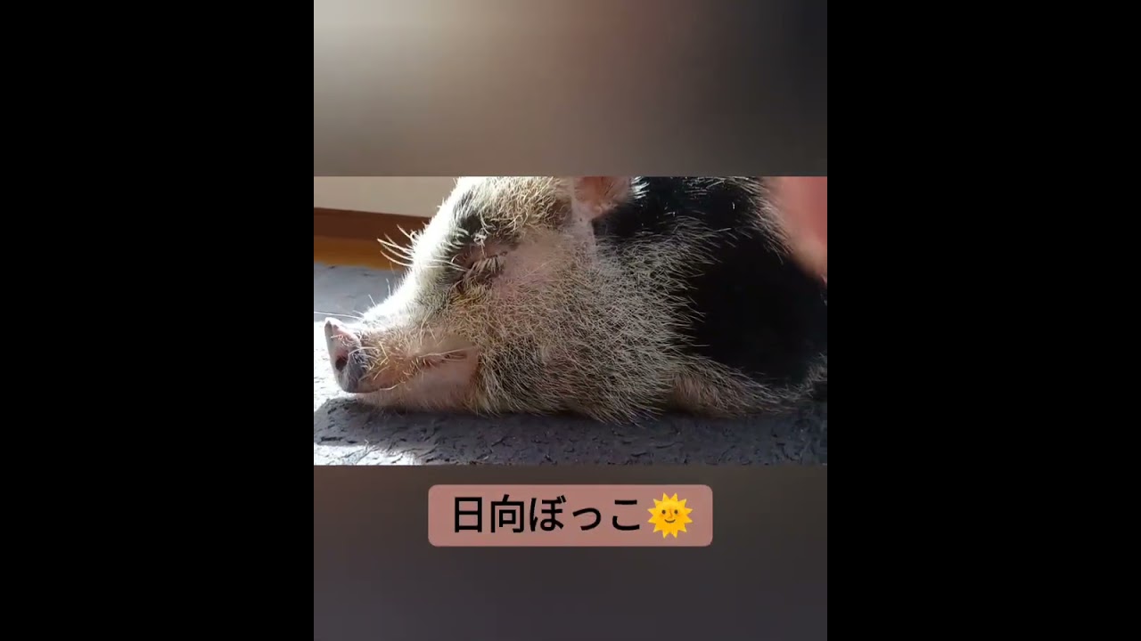 Mini Pigs Smaller Than Micro Pigs】A Must-Watch for Anyone Looking